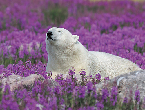 Explore Churchill's Wildlife & Northern Wonders with Lazy Bear Lodge